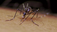 Casos de dengue, zika e chikungunya crescem 440% no Maranhão