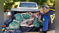PRF apreende 230kg de carne transportados irregularmente em Caxias