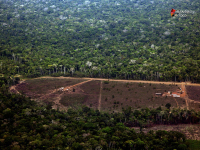 Área da Amazônia com alerta de desmatamento sobe 278% em julho, comparada ao mesmo mês de 2018